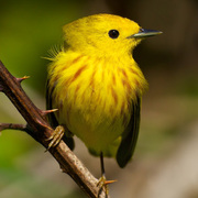 Male. Note: reddish streaking on breast.