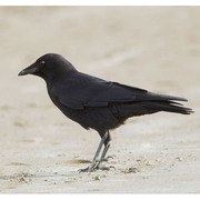 Adult Adult