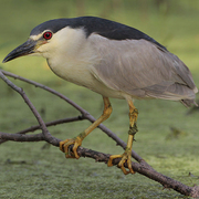 Adult. Note: stocky and short-necked. Adult. Note: stocky and short-necked.
