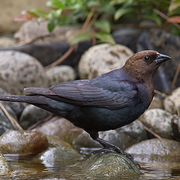 Male Male