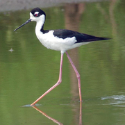 Female. Note: slightly brownish back. Female. Note: slightly brownish back.