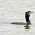 Breeding adult Breeding adult