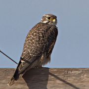 Adult Adult