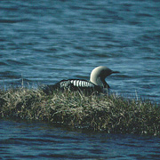 Bird of the week image